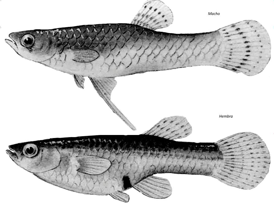 Gambusia holbrooki_ hembra_01.jpg